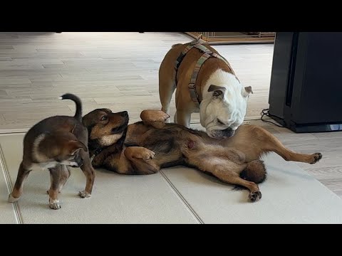 ぶるまるの金●チェックが厳しい…保護犬が初めてお腹を見せて「お帰り！」してくれました！(YouTube)