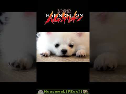 人類犬ハム計画【残酷な天使のテーゼ】😂【ハムスター】 #犬 #dog #hamsters  #ハムスター(YouTube)
