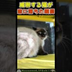 ニャンコがときめく瞬間😂【猫】 #猫 #cat(YouTube)