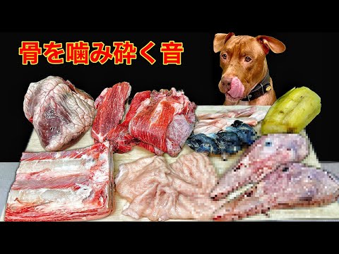 最強の咀嚼音！生肉＆骨を豪快に食べるピットブルのASMRがクセになる(YouTube)