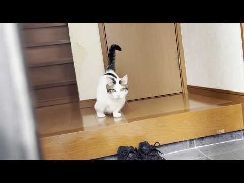 爪切りに出かける猫をお見送り、お出迎えする豆大福(YouTube)