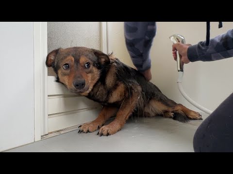 人が怖くて仕方がない保護犬…預かり5ヶ月で初めてシャワーにビビりまくる。(YouTube)