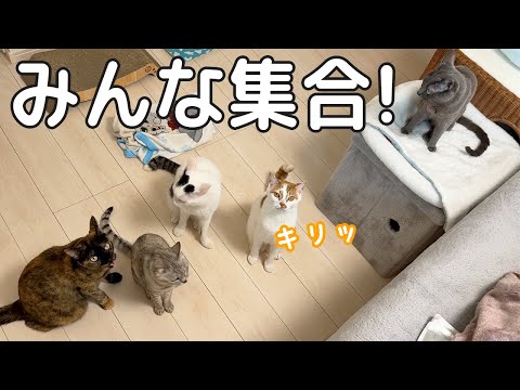 猫5匹みんな集合しましたー！！！！(YouTube)