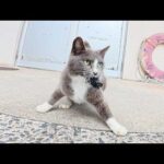 【悲劇】猫がマイクを強奪し何処かに隠したので、島中を探し回った(YouTube)