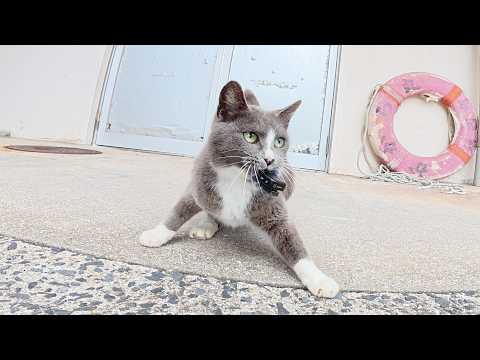 【悲劇】猫がマイクを強奪し何処かに隠したので、島中を探し回った(YouTube)
