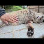 太ったキジトラ猫が甘えん坊の茶シロ猫に対抗してお腹を見せてきた(YouTube)