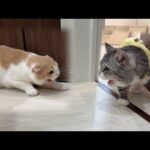 退院したもちと久しぶりに再会したはなちゃんがこうなっちゃいました。。(YouTube)