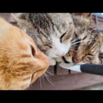 港に集まった猫たちにちゅーるをやってきた(YouTube)