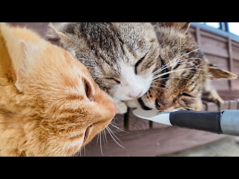 港に集まった猫たちにちゅーるをやってきた(YouTube)