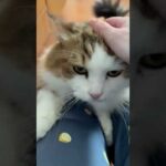 爪を出して登ろうか悩む(YouTube)