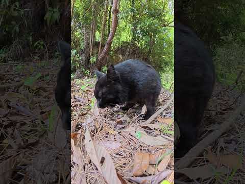 【閲覧注意】山で暮らす黒猫がトカゲを狩って食べる #猫 #cat #ネコ(YouTube)