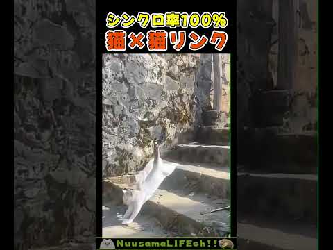 シンクロ率高めにゃんこ😂【猫】 #猫 #cat(YouTube)