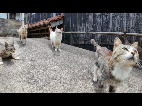 猫の関所に遭遇！「ナデナデしないと通れませんニャ」って本当！？(YouTube)