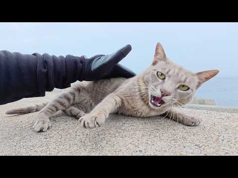 わんぱくな灰色猫が「俺が相手してやるよ！」と割り込んできた(YouTube)