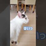 お返事が完璧すぎる猫チロさん！ #shorts(YouTube)