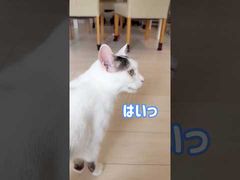 お返事が完璧すぎる猫チロさん！ #shorts(YouTube)