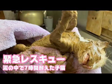 緊急レスキュー  泥の中で7時間助けを求め続けた子猫   2025 05 06 3(YouTube)