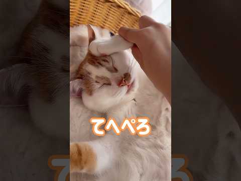 舌が出しっぱでママに遊ばれるトロしゃんw #shorts(YouTube)