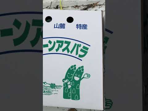 アスパラ頂きました！ありがとうございます(YouTube)