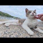 キジシロ猫をモフると地面でクネクネと転げ回って喜んでくれた(YouTube)