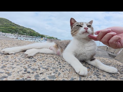 キジシロ猫をモフると地面でクネクネと転げ回って喜んでくれた(YouTube)