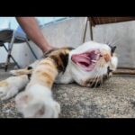 漁港にいた三毛猫を撫でると喜んでゴロンゴロン寝転んでカワイイ(YouTube)