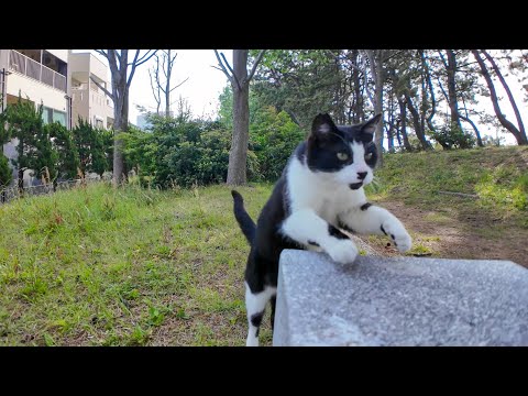 林の中のベンチに座ると猫が近づいてきた(YouTube)