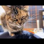 お兄ちゃん愛が止まらない末っ子猫が甘えてる時、姉猫は…(YouTube)