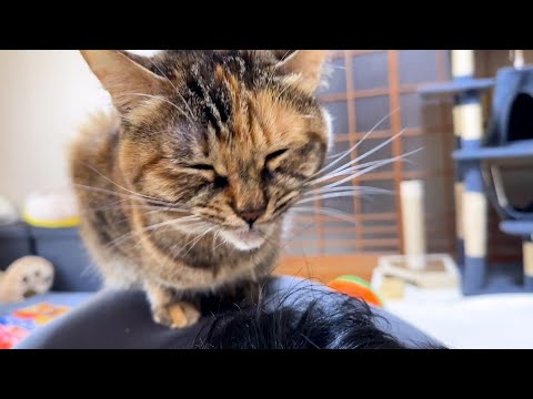 お兄ちゃん愛が止まらない末っ子猫が甘えてる時、姉猫は…(YouTube)