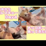 緊急レスキュー4日目 泥の中で7時間助けを求め続けたモグ  引越しではぐれて独りぼっち保護されたムック Day22   2025 05 09 1(YouTube)