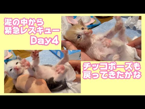 緊急レスキュー4日目 泥の中で7時間助けを求め続けたモグ  引越しではぐれて独りぼっち保護されたムック Day22   2025 05 09 1(YouTube)