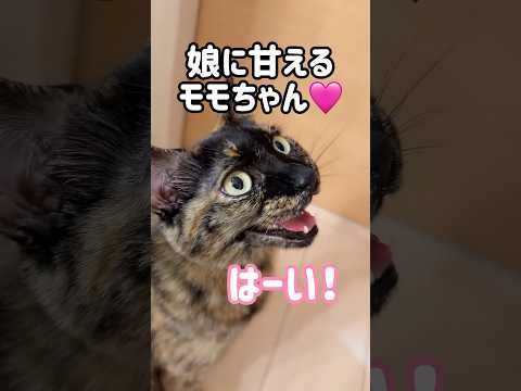 娘とパパに鳴いて甘えるサビ猫が可愛すぎます！ #shorts(YouTube)