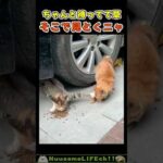 猫に待てされて待つの可愛いすぎ😂【あげない猫】 #猫 #cat(YouTube)