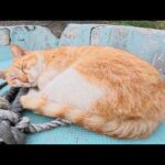 漁港で暮らす猫ちゃん達がボートの上でお昼寝する(YouTube)