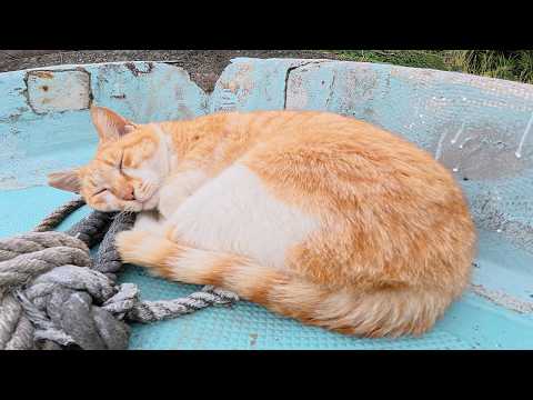 漁港で暮らす猫ちゃん達がボートの上でお昼寝する(YouTube)
