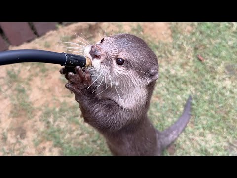 霧吹き大好きカワウソに強力電動霧吹きをあげてみた！ I gave a powerful electric misting sprayer to an otter that loves misting!(YouTube)
