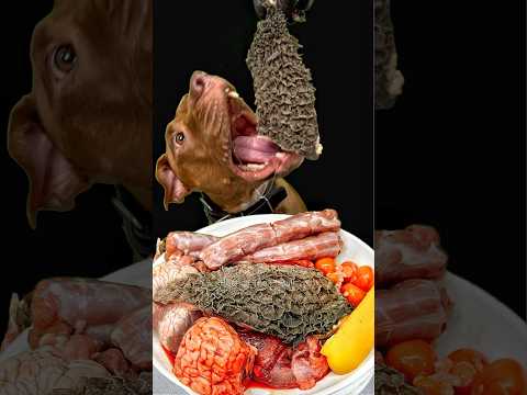 閲覧注意⚠️高級食材をバクバク食べるピットブル #asmr #咀嚼音(YouTube)