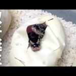 双子のヘビの赤ちゃんが産まれました(YouTube)