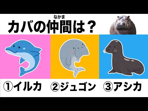 カバの仲間はイルカ？ジュゴン？アシカ？動物園の飼育員も間違える動物クイズ！【後編】(YouTube)
