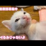 絶賛里親様募集中！ ぬいぐるみじゃないよオレっち  はぐれてボッチで保護されたムック  2025 05 25 2(YouTube)