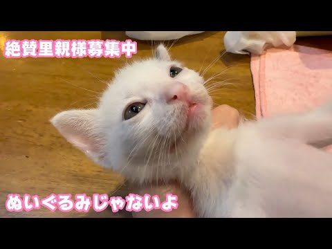 絶賛里親様募集中！ ぬいぐるみじゃないよオレっち  はぐれてボッチで保護されたムック  2025 05 25 2(YouTube)