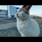 漁港にいたよく喋る猫ちゃん、ナデナデすると喜んで何度も催促してきてカワイイ(YouTube)