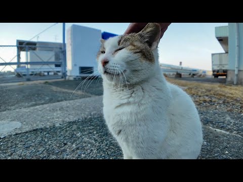 漁港にいたよく喋る猫ちゃん、ナデナデすると喜んで何度も催促してきてカワイイ(YouTube)