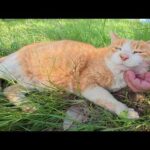 茶シロ猫がくつろげる場所を探してノシノシと移動する(YouTube)