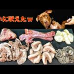 犬の咀嚼音!!久しぶりに馬の目玉をあげたら予想外のことが起きましたw(YouTube)