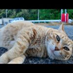 「オマエは引っ込んでろニャン!」後輩猫を追い払う茶トラ猫ちゃん(YouTube)