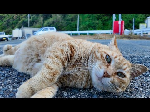 「オマエは引っ込んでろニャン!」後輩猫を追い払う茶トラ猫ちゃん(YouTube)