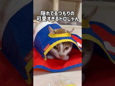 隠れてるつもりの猫が可愛すぎる！！ #shorts(YouTube)
