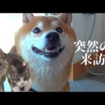 柴犬は保護猫と奇跡的な距離感に！…しかし突如、予期せぬ訪問者が！(YouTube)