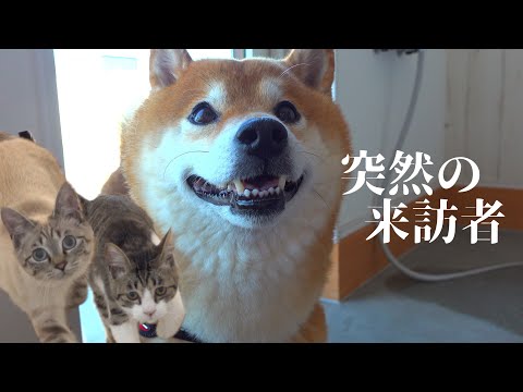 柴犬は保護猫と奇跡的な距離感に！…しかし突如、予期せぬ訪問者が！(YouTube)
